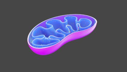 mitochondria-6474672_1280